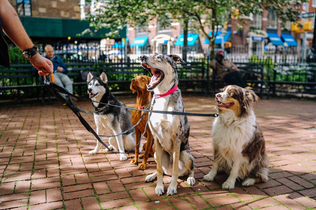 Dog walker with many dogs on the street in public